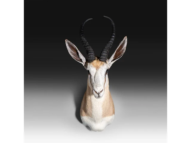 Springbok or springbuck (antidorcas marsupialis) shoulder mount, taxidermy trophy, h 70 cm - afbeelding 1 van  3