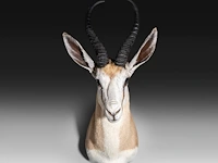 Springbok or springbuck (antidorcas marsupialis) shoulder mount, taxidermy trophy, h 70 cm