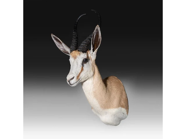 Springbok or springbuck (antidorcas marsupialis) shoulder mount, taxidermy trophy, h 70 cm - afbeelding 2 van  3