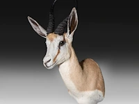 Springbok or springbuck (antidorcas marsupialis) shoulder mount, taxidermy trophy, h 70 cm - afbeelding 2 van  3