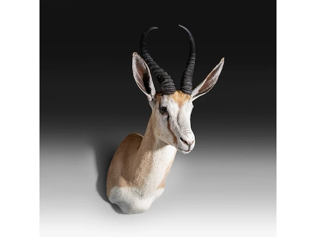 Springbok or springbuck (antidorcas marsupialis) shoulder mount, taxidermy trophy, h 70 cm - afbeelding 3 van  3