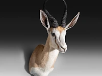 Springbok or springbuck (antidorcas marsupialis) shoulder mount, taxidermy trophy, h 70 cm - afbeelding 3 van  3