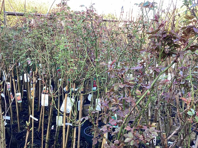 Stamroos(10) - afbeelding 1 van  7