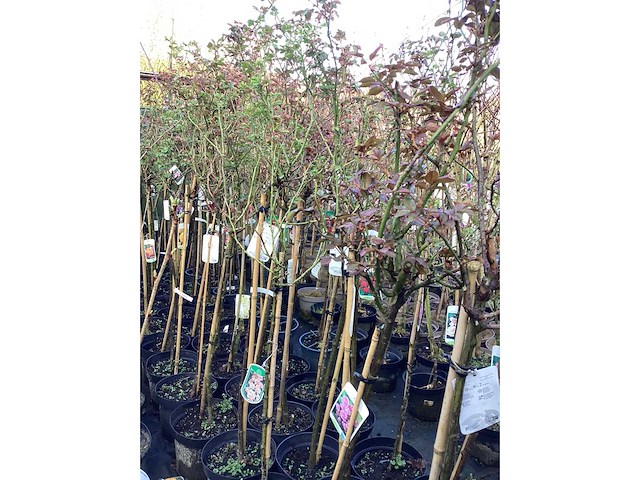 Stamroos(10) - afbeelding 2 van  7