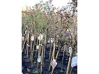 Stamroos(10) - afbeelding 2 van  7