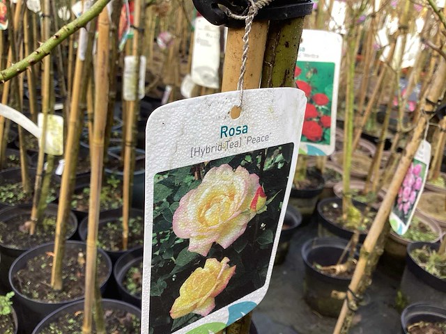 Stamroos(10) - afbeelding 4 van  7