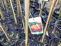 Stamroos(10) - afbeelding 7 van  7