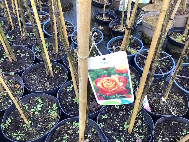 Stamroos(10) - afbeelding 7 van  7