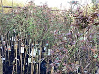 Stamroos(8x) - afbeelding 1 van  7