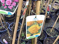 Stamroos(8x) - afbeelding 6 van  7