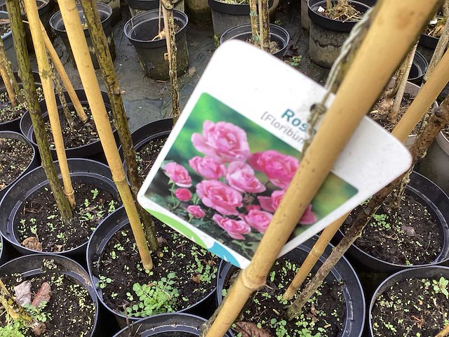 Stamroos(8x) - afbeelding 3 van  7