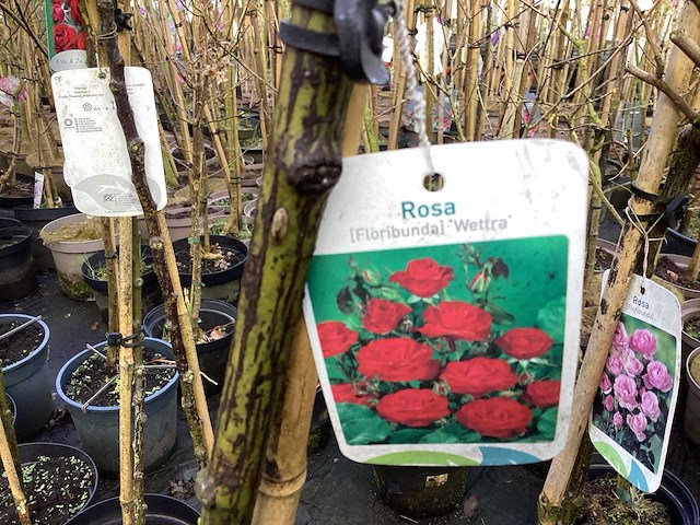 Stamroos(8x) - afbeelding 5 van  7