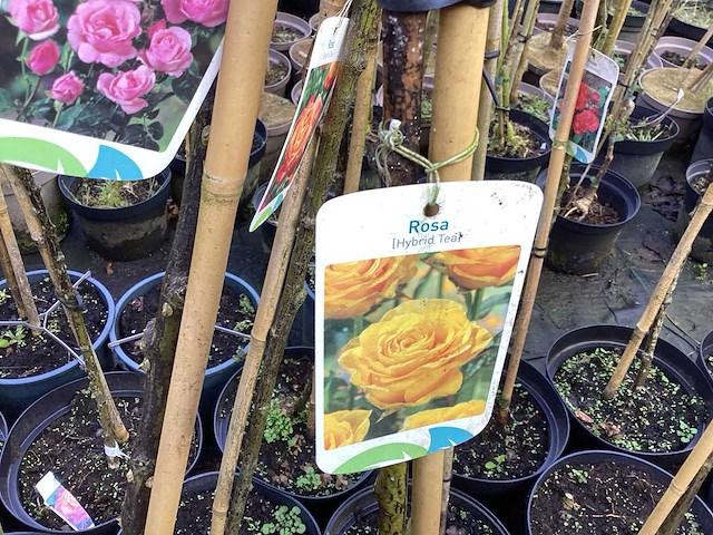 Stamroos(8x) - afbeelding 6 van  7