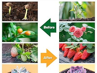 Starpro | ronin voorgekrompen premium jiu jitsu gi - afbeelding 4 van  5