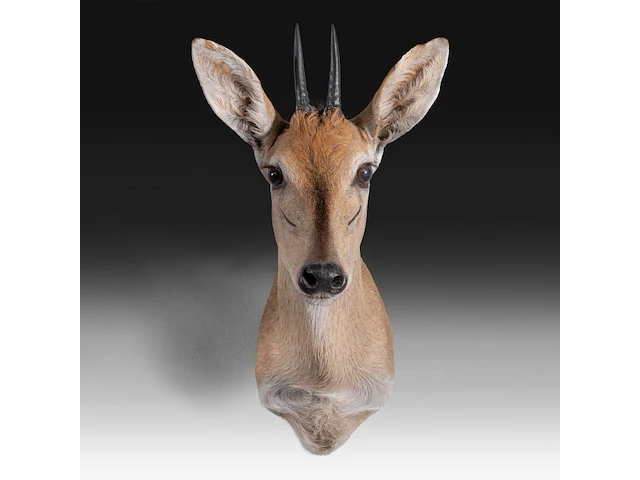 Steenbok (raphicerus campestris) shoulder mount, taxidermy trophy, h 50 cm - afbeelding 1 van  3