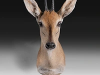 Steenbok (raphicerus campestris) shoulder mount, taxidermy trophy, h 50 cm