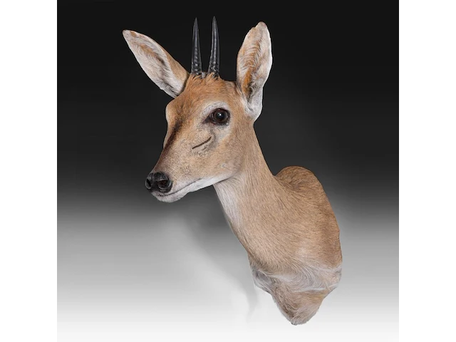 Steenbok (raphicerus campestris) shoulder mount, taxidermy trophy, h 50 cm - afbeelding 2 van  3