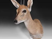 Steenbok (raphicerus campestris) shoulder mount, taxidermy trophy, h 50 cm - afbeelding 2 van  3