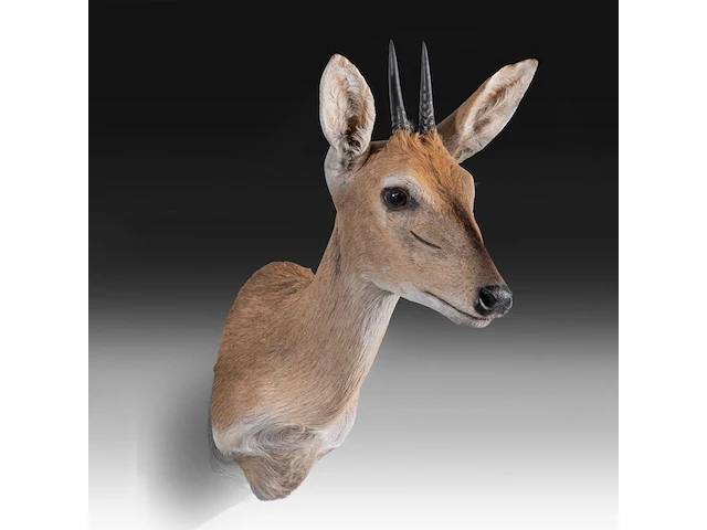 Steenbok (raphicerus campestris) shoulder mount, taxidermy trophy, h 50 cm - afbeelding 3 van  3