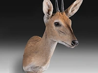 Steenbok (raphicerus campestris) shoulder mount, taxidermy trophy, h 50 cm - afbeelding 3 van  3