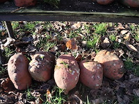 Stenen kopjes (x21) - afbeelding 4 van  6