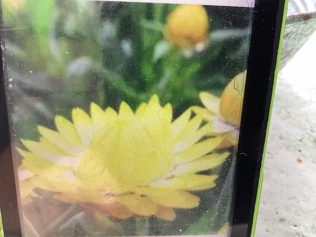 Strobloem (40x) - afbeelding 1 van  1