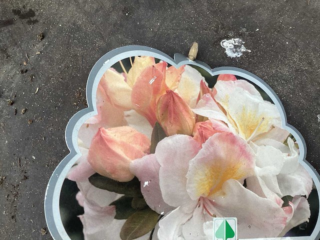 Struiken - azalea mollis (x20) - afbeelding 1 van  3