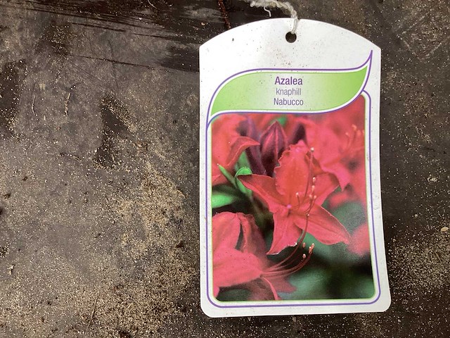 Struiken - azalea mollis (x20) - afbeelding 2 van  3