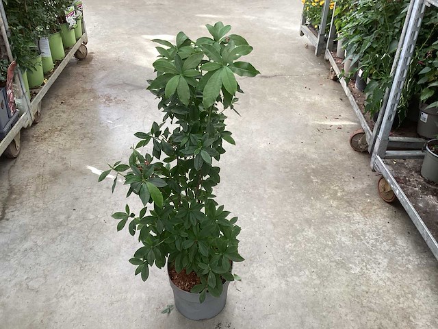 Struiken - azalea mollis (x20) - afbeelding 3 van  3