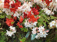 Struiken - azalea mollis (x20) - afbeelding 4 van  5