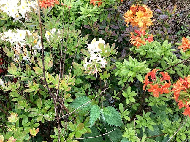 Struiken - azalea mollis (x20) - afbeelding 5 van  5