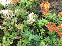 Struiken - azalea mollis (x20) - afbeelding 5 van  5