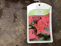 Struiken - azalea mollis (x20) - afbeelding 2 van  5