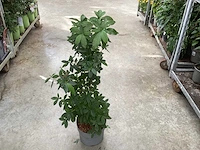 Struiken - azalea mollis (x20) - afbeelding 3 van  5