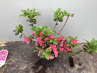 Struiken - azalea (x10) - afbeelding 1 van  2