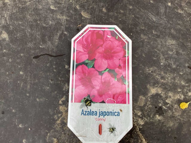 Struiken - azalea (x10) - afbeelding 2 van  2