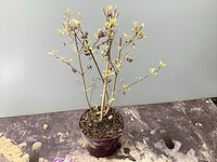 Struiken - callicarpa (x20) - afbeelding 2 van  3