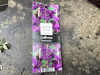 Struiken - callicarpa (x20) - afbeelding 1 van  3
