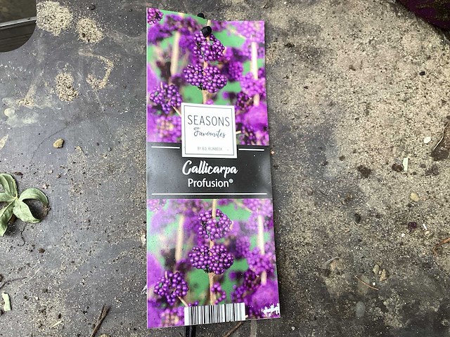 Struiken - callicarpa (x20) - afbeelding 1 van  3