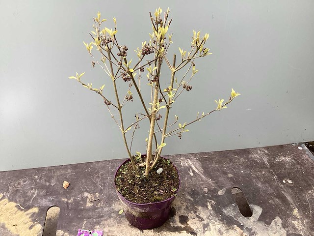 Struiken - callicarpa (x20) - afbeelding 1 van  2