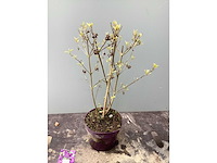 Struiken - callicarpa (x20) - afbeelding 2 van  2