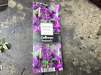 Struiken - callicarpa (x20)