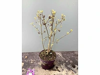 Struiken - callicarpa (x20) - afbeelding 3 van  3
