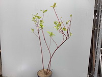 Struiken - cronus - rood (x30) - afbeelding 1 van  3