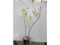 Struiken - cronus - rood (x30) - afbeelding 2 van  3