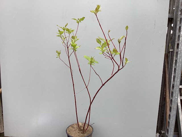 Struiken - cronus - rood (x30) - afbeelding 2 van  3