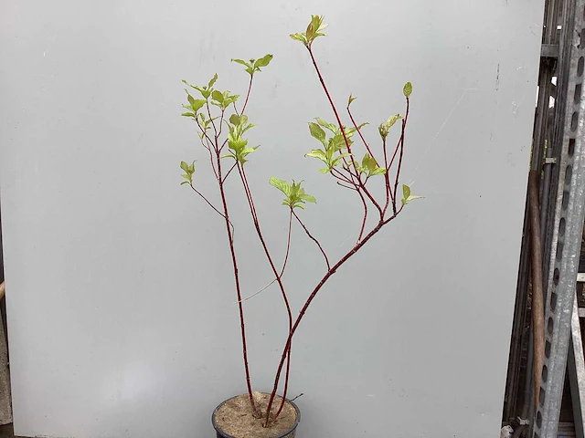 Struiken - cronus - rood (x30) - afbeelding 1 van  3