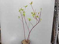 Struiken - cronus - rood (x30)