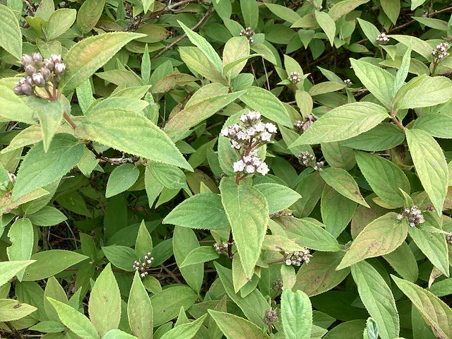 Struiken - deutzia gracillis (x60) - afbeelding 4 van  4