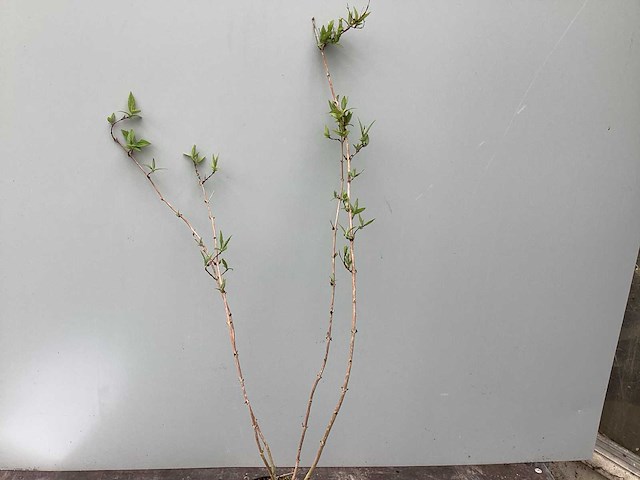 Struiken - deutzia gracillis (x60) - afbeelding 1 van  3